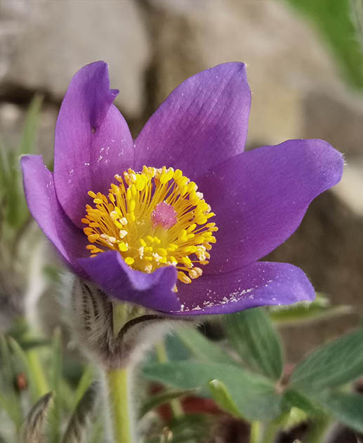 Pulsatilla patens